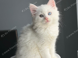 Pure white mixbreed kitten for sale