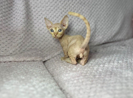Sphynx kittens