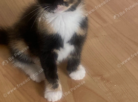 3 shorthaired kittens for sale