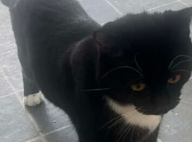 Black male cat