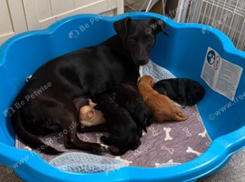 Jackapoo puppies