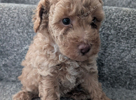 Toy poodle puppy's