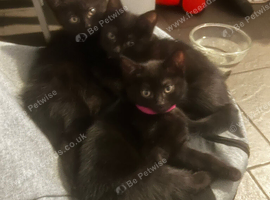Two black kittens