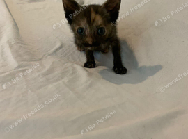 Beautiful tortie shell kitten