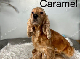 Caramel light colour cockapoo ready now