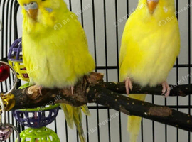 Two budgies