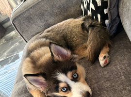 Male Pomsky