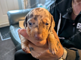 Miniature Dachshund puppies for sale