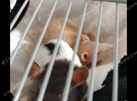 Rats