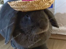 RABBIT WITH HUT. URGENT