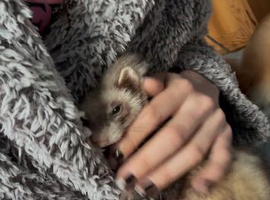Baby girl 9 Month Old Ferret &pound;130 - Canary Wharf, London