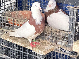 Pigeon
