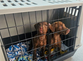 Fully vaccinated female patterdales, working pups