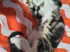 kittens looking for a forever loving home