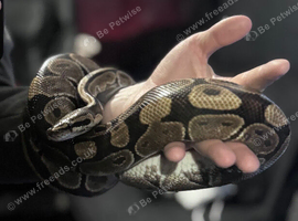 Female Royal Ball Python + Full Enclosure Setup
