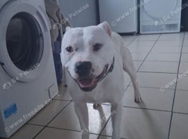 Staffie stud dog