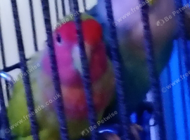 1 bonded pair of love birds and cage
