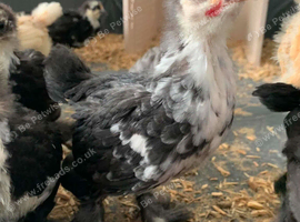 Pekin bantams for sale