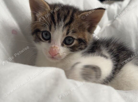 Kittens for sale