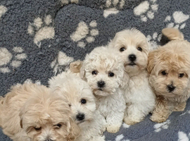 Multipoos puppies