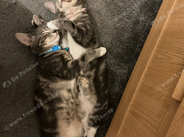 Gorgeous grey tabby kittens one girls and a rare boy left