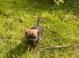 Gorgeous Home raised Border Terrier Puppies