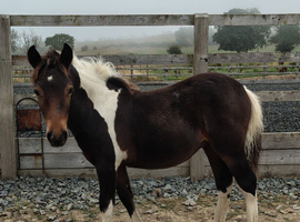 Filly Foal