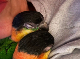 Lovely Caique parrots