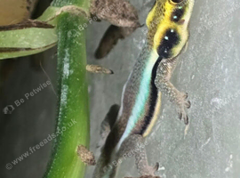 4 Phelsuma klemmer(Neon day gecko)