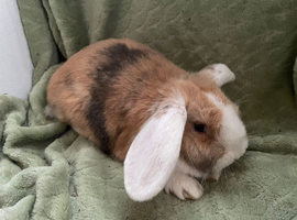 Beautiful Female Rabbits for sale