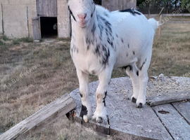 4yr old wether requires new home
