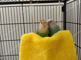 Lovebird pair