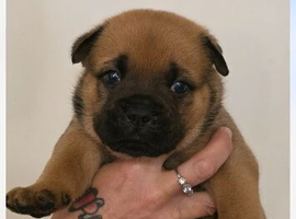 Chow chow x English bulldog