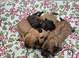 Male Shihpoo Puppy