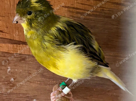 Fife canary for sale