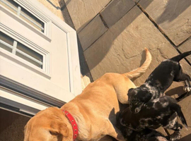Labrador cross cocker spaniel puppies for sale