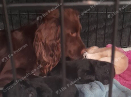 6 week old puppies for sale