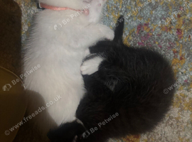 Kittens ready now