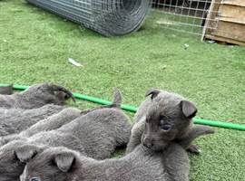 Blue German shepherd puppies
