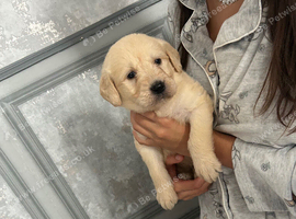 Labradoodle puppies for sale