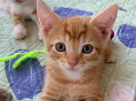 Gorgeous kittens! Ready Now!