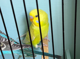 Baby budgies