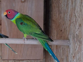 Plum-headed parakeet