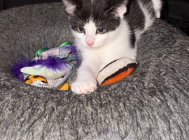 1 beautiful boy left ready NOW