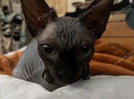 Male Sphynx kitten for rehome