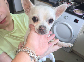 Chihuahua male for sale
