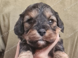 Poodle cavapoo/poodle