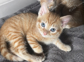 Main coon cross ready now