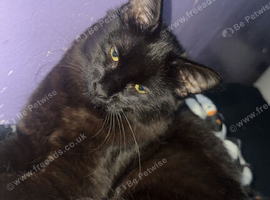 Cats for sale