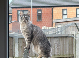 Maincoon proven stud